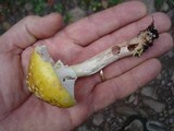 Amanita flavorubens image