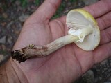 Amanita flavorubens image