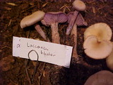 Laccaria bicolor image
