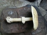 Amanita multisquamosa image
