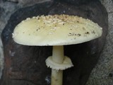 Amanita multisquamosa image