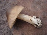 Amanita sect. Vaginatae image