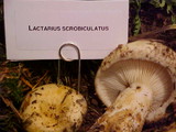 Lactarius scrobiculatus image