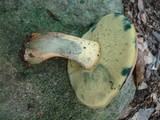 Boletus sensibilis image