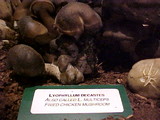 Lyophyllum decastes image