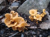 Cantharellus ignicolor image
