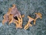 Cantharellus ignicolor image