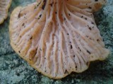 Cantharellus ignicolor image