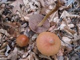Cortinarius corrugatus image