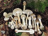 Amanita brunnescens image