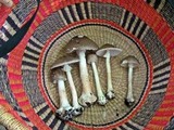Amanita brunnescens image