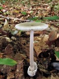 Amanita sect. Vaginatae image