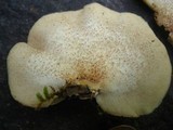Crepidotus crocophyllus image