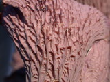 Gomphus clavatus image