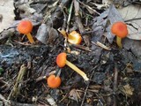 Hygrocybe miniata image