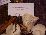 Pleurocybella porrigens image