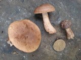 Lactarius mutabilis image