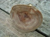 Lactarius pyrogalus image