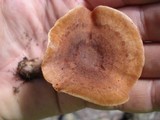 Lactarius quietus var. incanus image