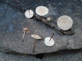 Marasmius delectans image