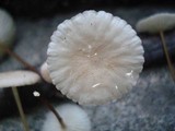 Marasmius delectans image