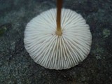 Marasmius delectans image