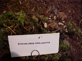 Strobilurus trullisatus image