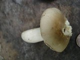 Russula modesta image