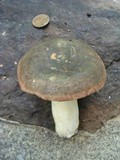 Russula variata image