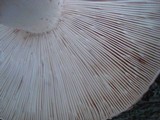 Russula variata image