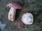 Russula variata image