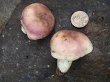 Russula variata image
