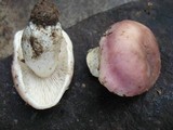 Russula variata image