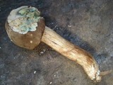 Tylopilus sordidus image