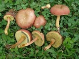 Hortiboletus campestris image