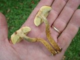 Hortiboletus campestris image