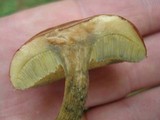 Hortiboletus campestris image