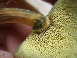 Hortiboletus campestris image