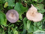 Clitocybe tarda image