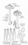 Inocybe salicis image