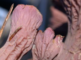 Gomphus clavatus image