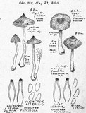 Inocybe fuscidula image