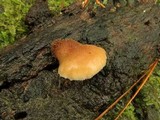Lentinellus ursinus image