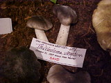 Tricholoma virgatum image