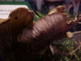 Gomphus clavatus image