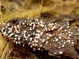 Glomus coremioides image