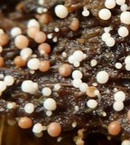 Glomus coremioides image