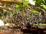 Xylaria scopiformis image