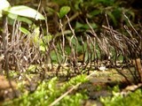 Xylaria scopiformis image