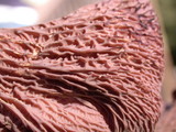 Gomphus clavatus image